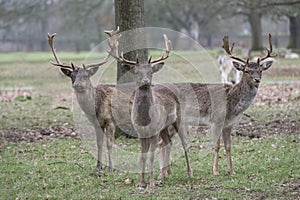 Three young stags in the park