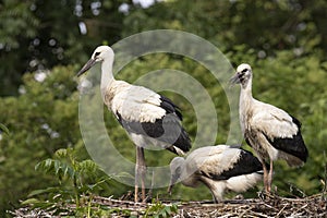 Three young Storks at nest