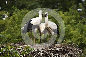 Three young Storks at nest