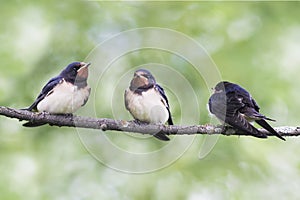 Three young swallows