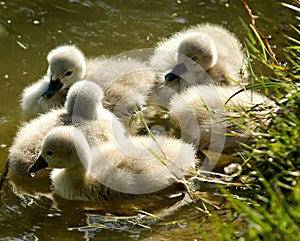 Three young swans