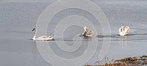 Three Young Swans playing on pond
