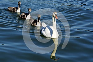 Three young swans