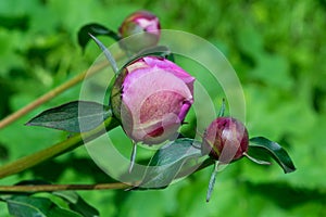 Three young unopened Bud of pink roses on a green background.