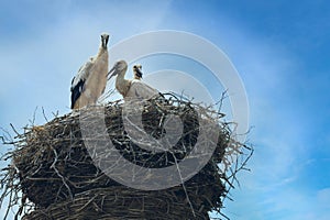 Three young white storks in eyrie