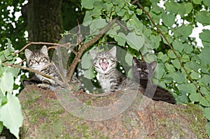 Three young wild cats