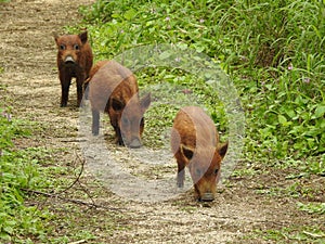 Three Young Wild Hogs on a Trail in South Texas