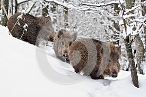 Three Young wildboars (Sus scrofa)