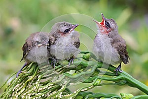 Three young yellow vented bulbul are starving.