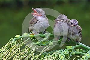 Three young yellow vented bulbul are starving.