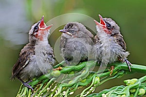 Three young yellow vented bulbul are starving.