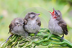 Three young yellow vented bulbul are starving.