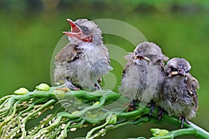 Three young yellow vented bulbul are starving.