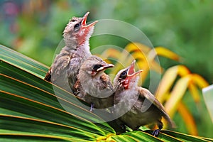 Three young yellow vented bulbul are starving.