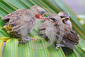 Three young yellow vented bulbul are starving.