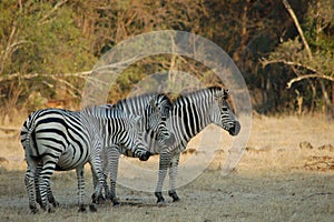 Three zebra