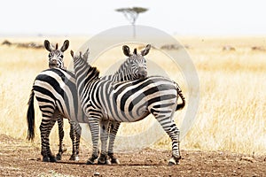 Three Zebra Friends in Africa