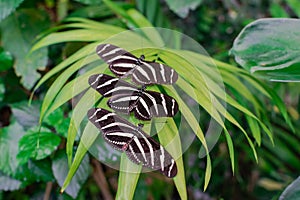 Three Zebra longwing butterflies, Heliconius charithonia