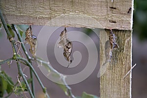 Three Zebra Longwing Butterfly Chrysalides Hanging From Weathered Grey Wood