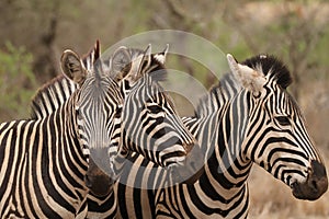 Three Zebras