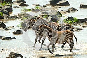 Three zebras (African Equids)