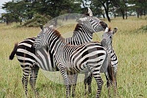 Three zebras cuddling