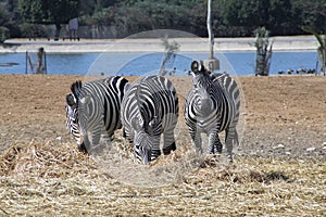 Three zebras eating hay in Ramat Gan Safary.