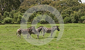 Three zebras in a free range zoo.