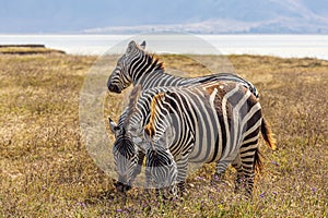 Three Zebras Gathering Together in Ngorongoro Rerservation Area, Tanzania