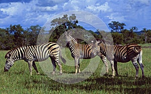 South Africa: Three Zebras at HluHluwe National Park in  Zululand, photo