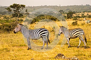Three Zebras, one with the right look