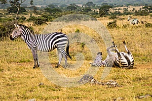 Three Zebras with one rolling on the ground to scratch in the sa