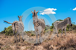 Three zebras over blue cloudy sky background