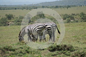 Three zebras on a row