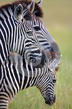 Three zebras in savannah
