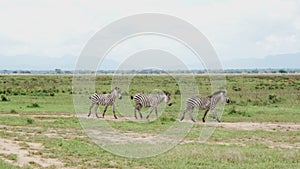 Three zebras walk along the road among the green grass of savanna