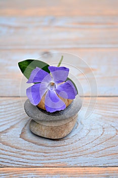 Three Zen stones on used wood with purple flower