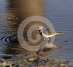 Threebanded Plover - Namibia