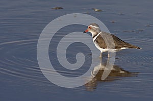 Threebanded Plover - Namibia