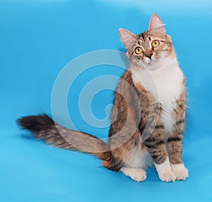Threecolored cat sitting on blue