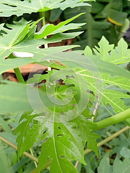 ThreePapaya leaf steam leaf tissue