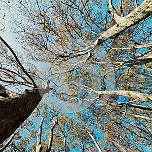 Threes in the autumn, the perspective pf the three background on the blue sky, nature, parc de la tete d& x27;or, Lyon, France