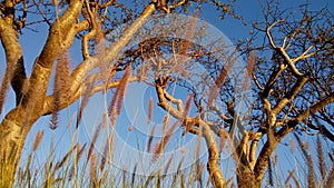 Threes and plants at sunset
