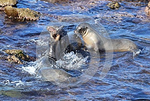 Threesome Playing Rough in La Jolla!