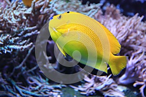 Threespot angelfish