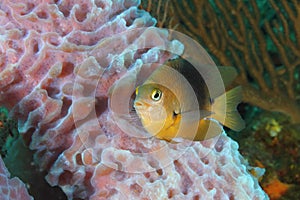 Threespot Damselfish and Sponge