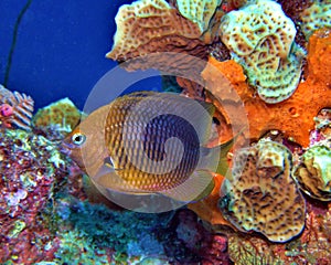 Threespot Damselfish