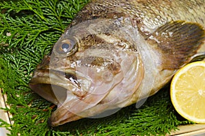 Threestripe rockfish