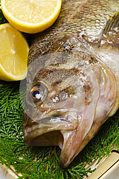 Threestripe rockfish