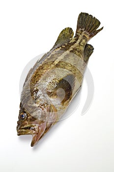 Threestripe rockfish